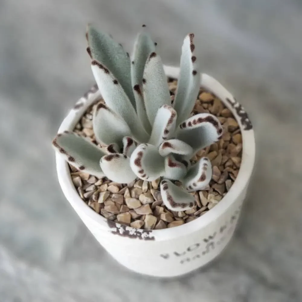 N/A great succulent